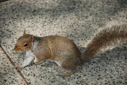 City squirrel
