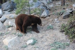 Bear in Sequoia National Park