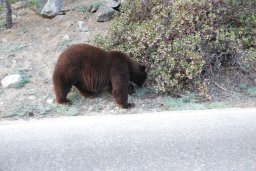 Bear in Sequoia National Park
